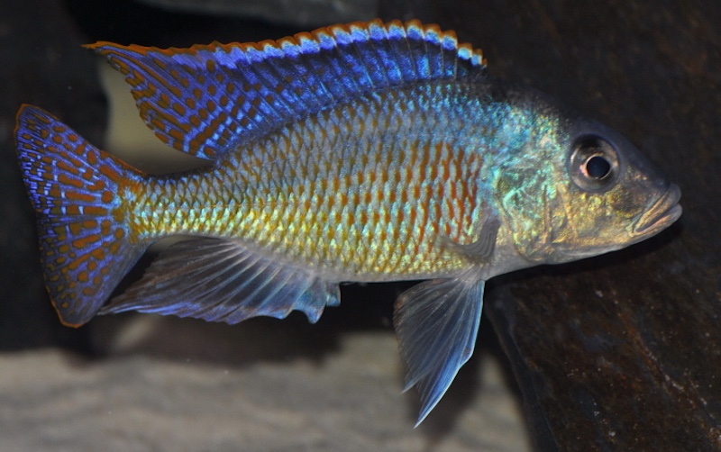 Mylochromis sphaerodon 'Senga Bay'